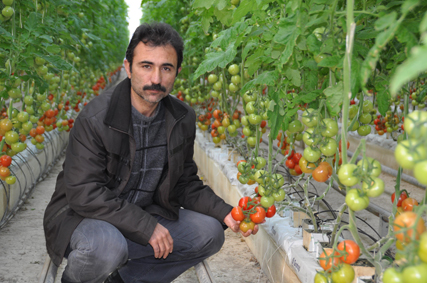 Yozgat'tan Rusya ve Hollanda’ya domates ihraç edilecek