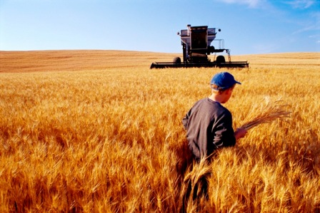 Dünya buğday stoku 200 milyon tonu geçecek
