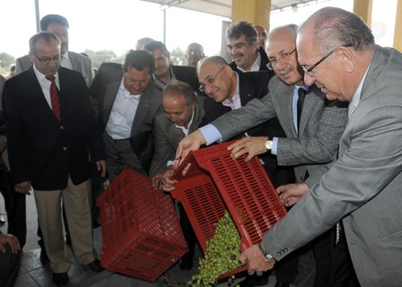 Türkiye'nin zeytininin yüzde 70’ini üreten Akhisar'da hasat başladı