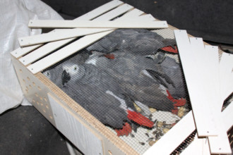 Papağan kaçakçıları yakalandı