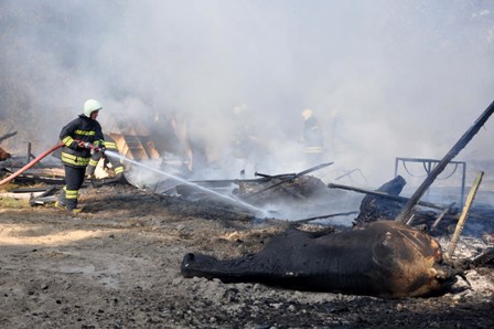 Edirne’de at çiftliğinde yangın: 7 at telef oldu
