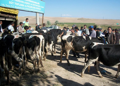 52 aileye 208 adet süt ineği dağıtıldı