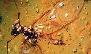 Amber içinde 16 milyon yıllık sinek bulundu