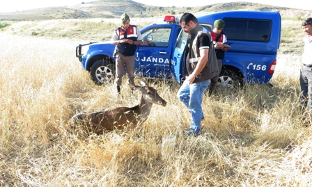 Otomobilin çarptığı kızıl geyik kurtarılamadı