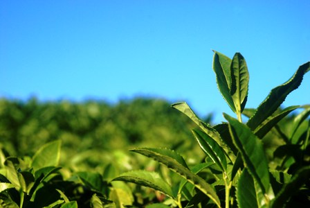 Çay üreticisine 137 milyon lira destekleme primi müjdesi