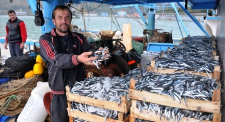 Balıkçılar ‘vira Bismillah’ diyecek, 20 liradan satılan hamsi fiyatı düşecek