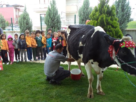 Çocuklar inekle uygulamalı eğitim yaptı