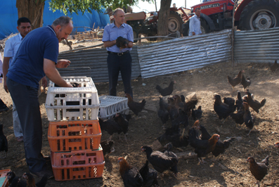 Çiftçilere 4 bin tavuk dağıtıldı