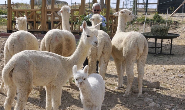 Türkiye’ye getirilen ilk alpaka devesi yavruladı