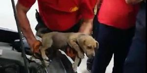 Otomobile sıkışan yavru köpek kurtarıldı
