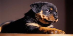 Yaralı köpek Kırıkkale’ye sevk edildi