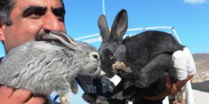 Akdamar Kilisesi’ni tehdit eden tavşanlar tahliye ediliyor