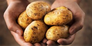 Patates üreticiyi zor duruma sokuyor