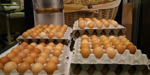 Danimarka'da 20 ton böcek ilaçlı yumurta piyasaya sürülmüş