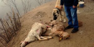 Aç kurtlar koyunlara saldırdı
