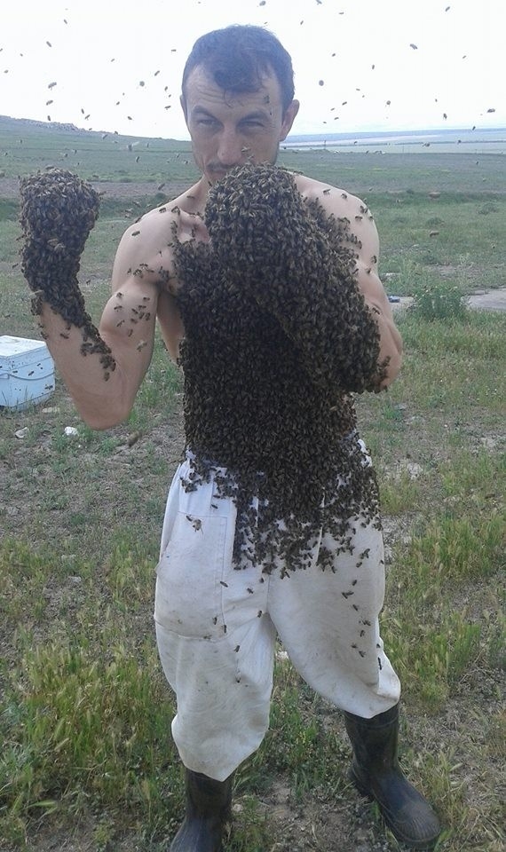 Bir kovan arıyı vücudunda toplayabiliyor... 2