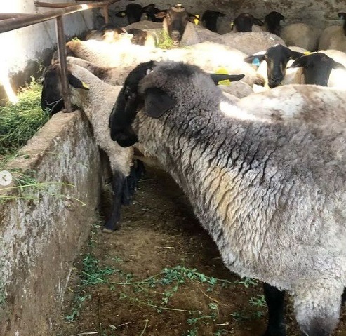 KIRIKKALE’DE YENİ BİR KOYUN IRKI “SUFFOLK”