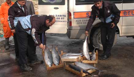 Sincan zabıtası 120 kilo bayat balığı imha etti