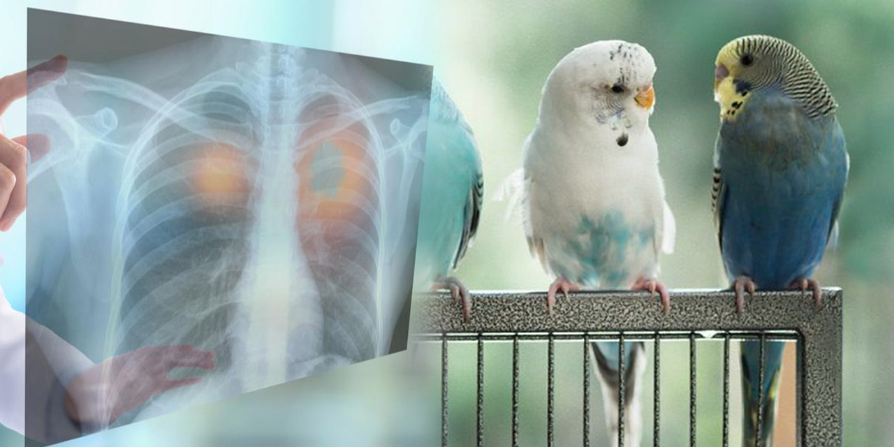 Kuş besleyenler dikkat! Akciğer hastalığına sebep oluyor