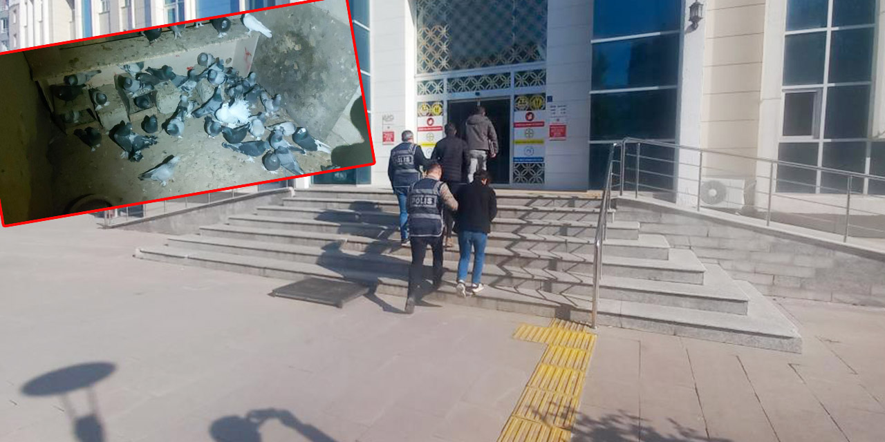 Güvercin hırsızları Kırşehir’de yakalandı
