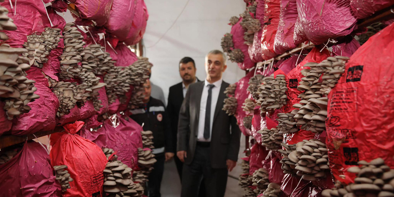 Bahşılı’da mantar hasadı yapıldı