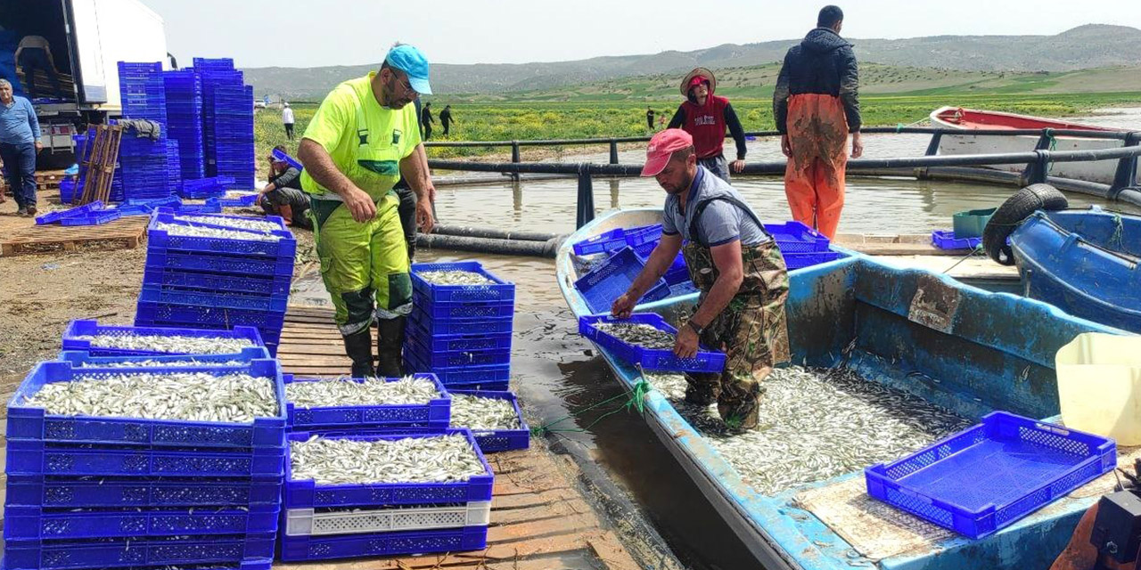 Bozkırın ortasından Avrupa’ya gümüş balığı ihraç ediliyor