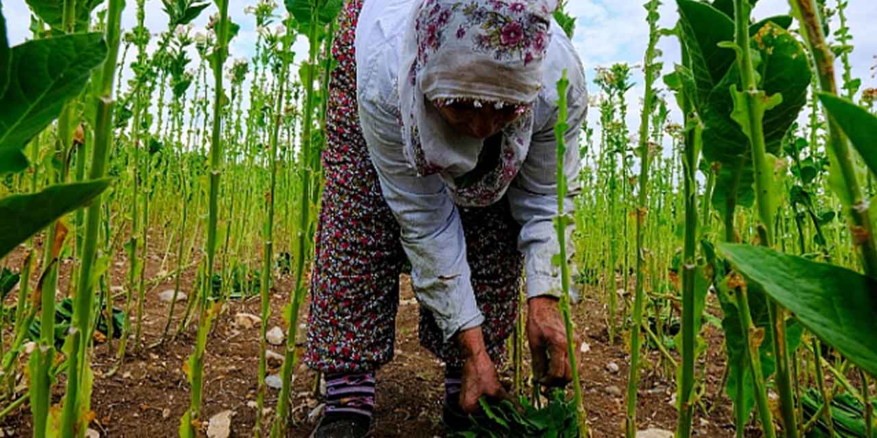 Genç kadın çiftçi sayısı 10 yılda 4,5 katına çıktı