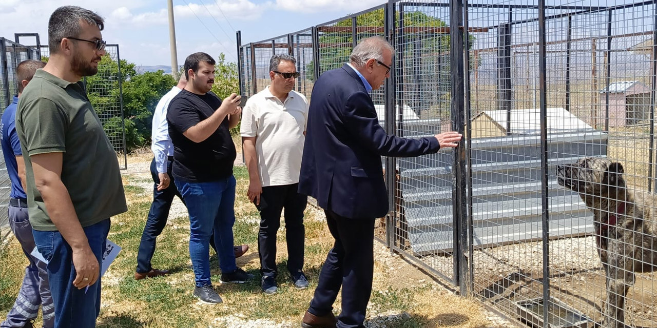 Kırıkkale Belediyesi'nden sokak hayvanları için yeni projeler