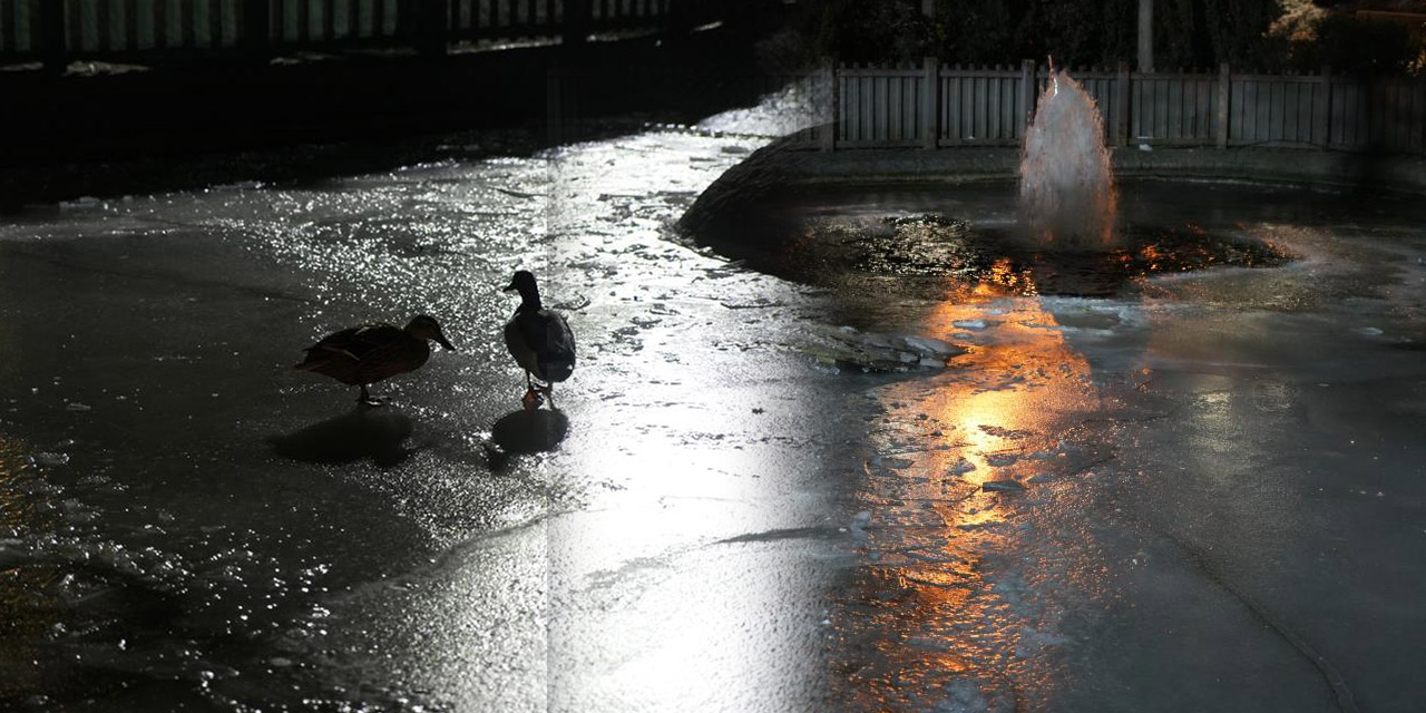 Kuğulu Park'ın havuzu dondu ördekler dışarda kaldı