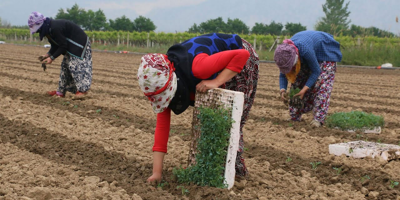 Tarım işçiliği cazip hale geliyor: Tarım işçilerine büyük zam
