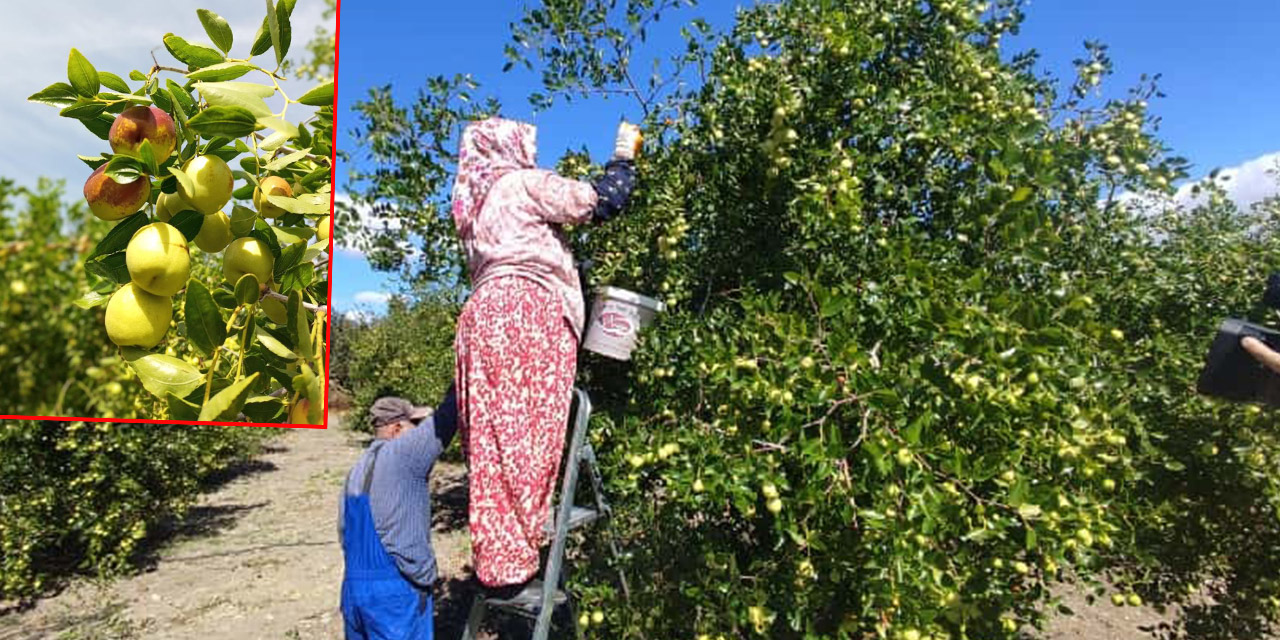 Kırıkkale'nin komşusu Ankara'da şifa kaynağı hünnapın hasadı başladı