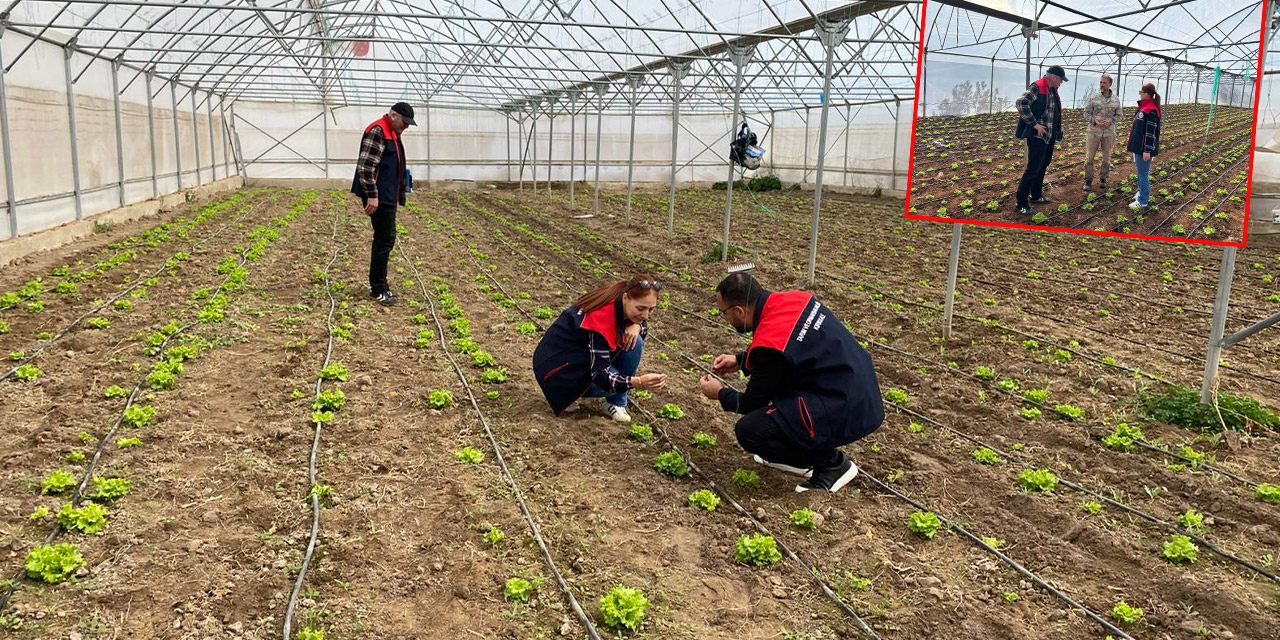 Kırıkkale'de marul ve ıspanak tarlaları denetlendi