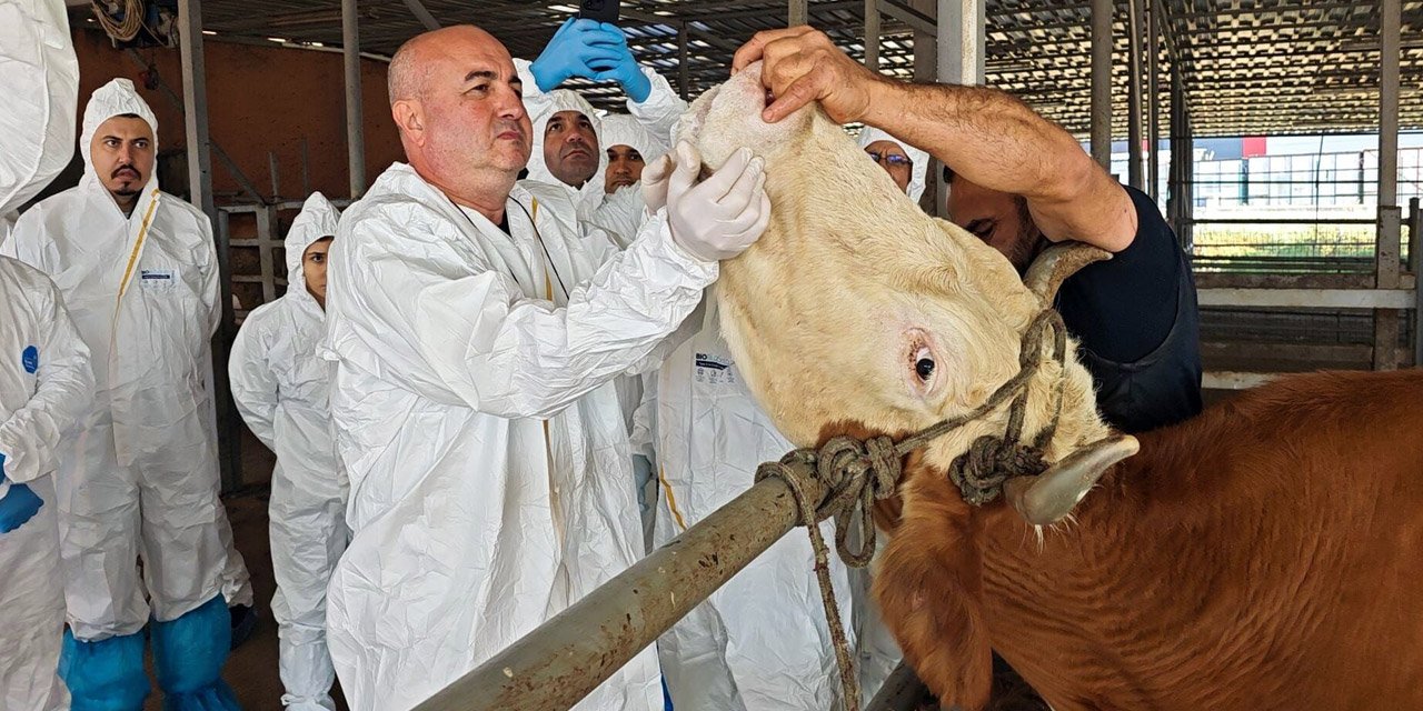 10 ilden veterinerler Kırıkkale’de Probang eğitimi aldı
