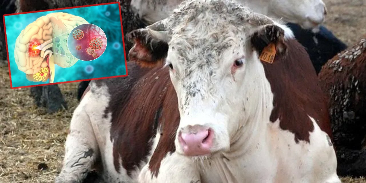 Bolu’da bir hastada ’deli dana’ hastalığı tespit edildi