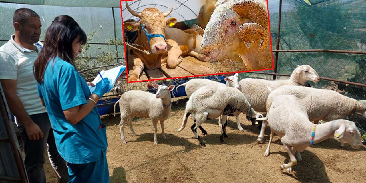 Büyükbaş/Küçükbaş Desteği başvurularında son viraj!