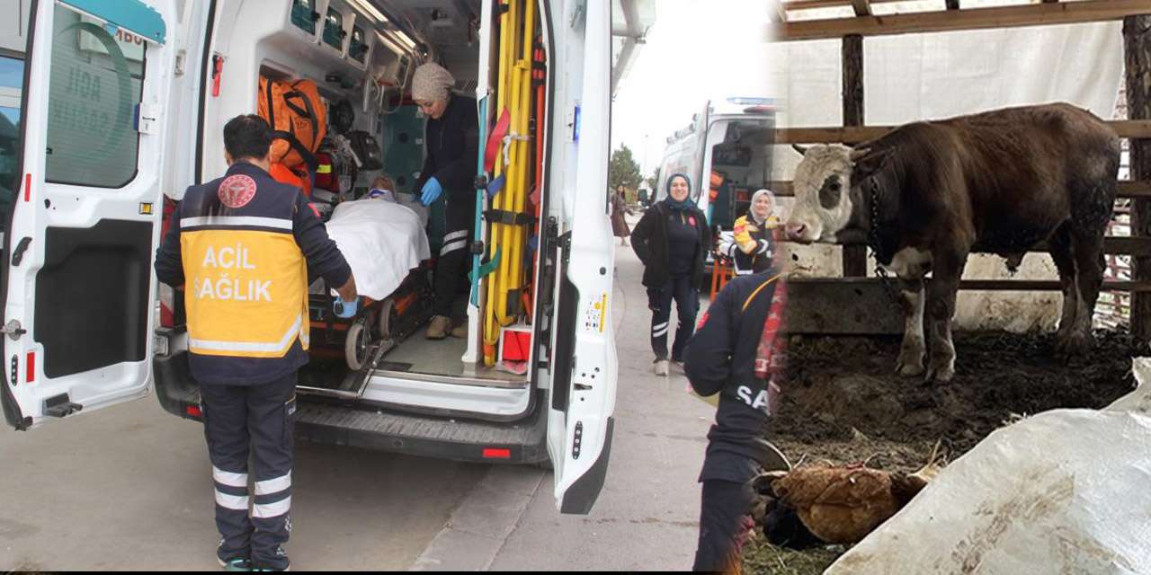Ahırda dananın teptiği besici hastanelik oldu
