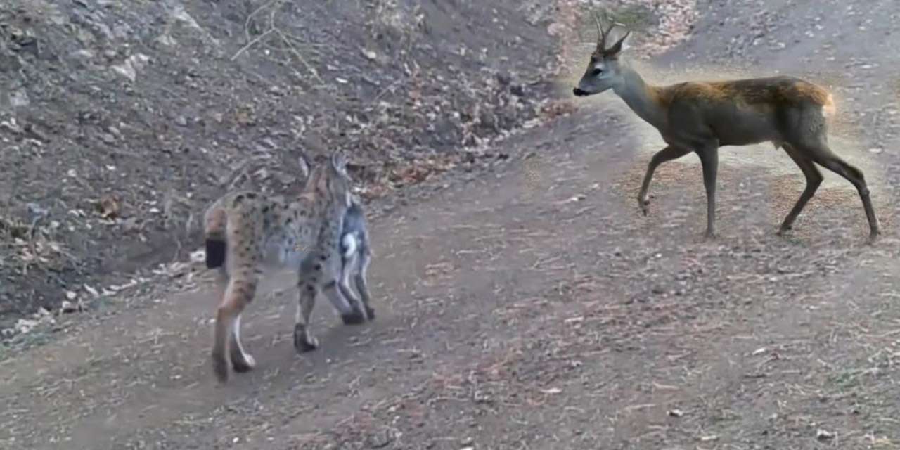 Avını taşıyan vaşak kamerada