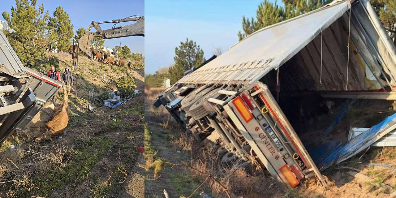 Kırıkkale'de tır devrildi: 5 büyükbaş hayvan telef oldu