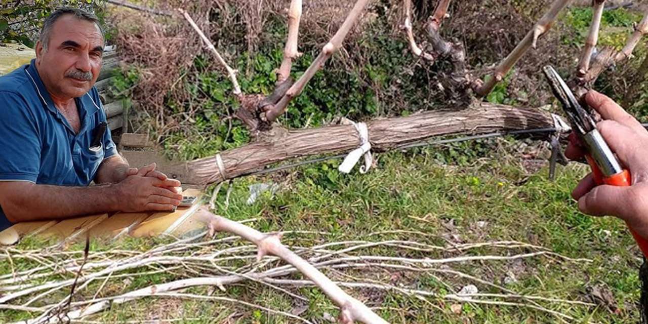 Kırıkkale bağlarında rekor verimin anahtarı!