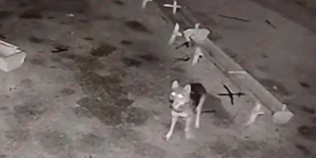 Konya'da ağıla giren kurt, 2 koyunu telef etti