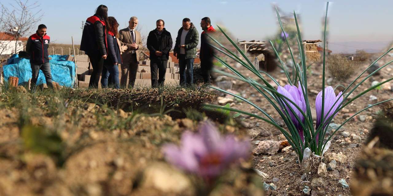 Kırıkkale’de altın değerinde hasat!