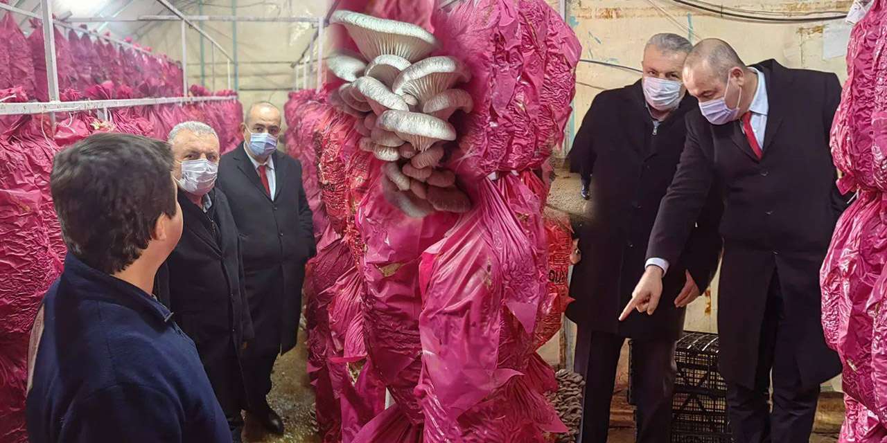 Bahşılı'da geleceğin Mantar üreticileri yetişiyor