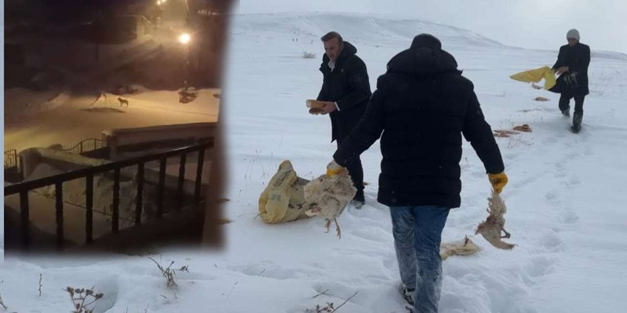 Kurtlar doyacak, köylü huzur bulacak! Doğada kurt sofrası kuruldu