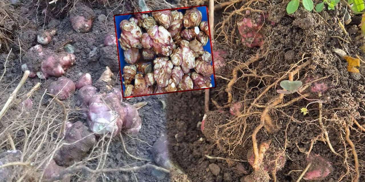 Kırıkkaleliler pazar tezgahında ona koşuyor: Şifası saymakla bitmiyor!