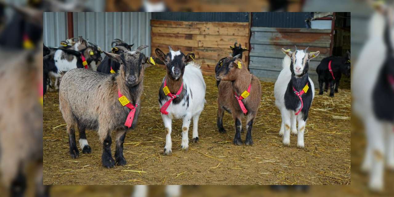 Çocukların en yakın arkadaşı cüce keçiler olacak