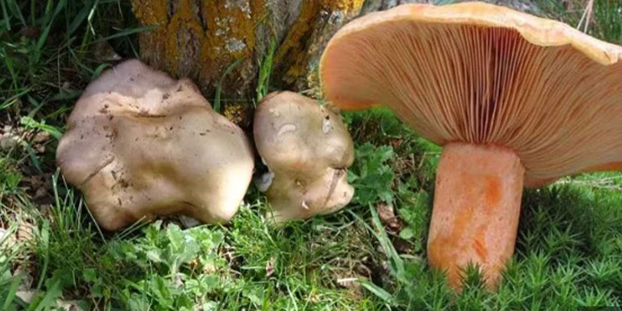 Kırıkkale’de ‘Sessiz Tehlike’ alarmı!