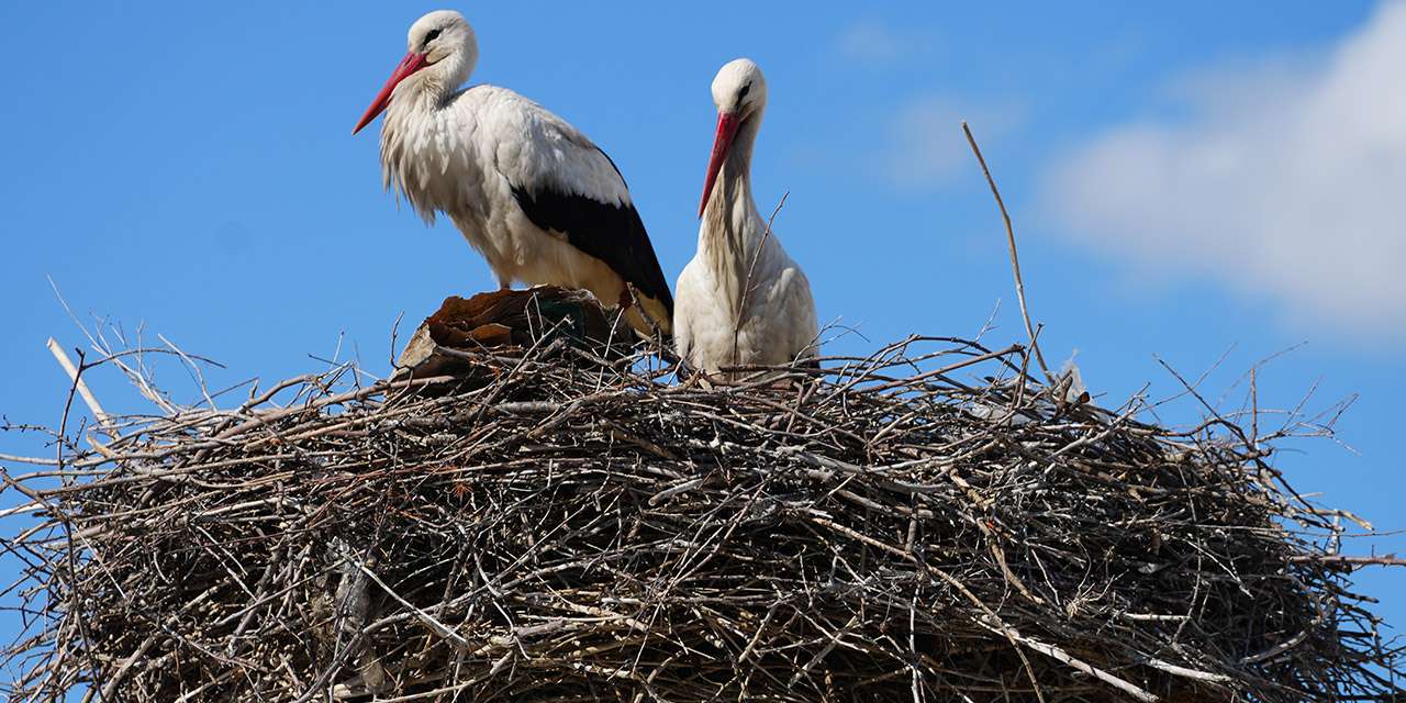 Kırıkkale’nin sadık misafirleri: Rüzgar ve Nergis 4 yıldır aynı adreste!