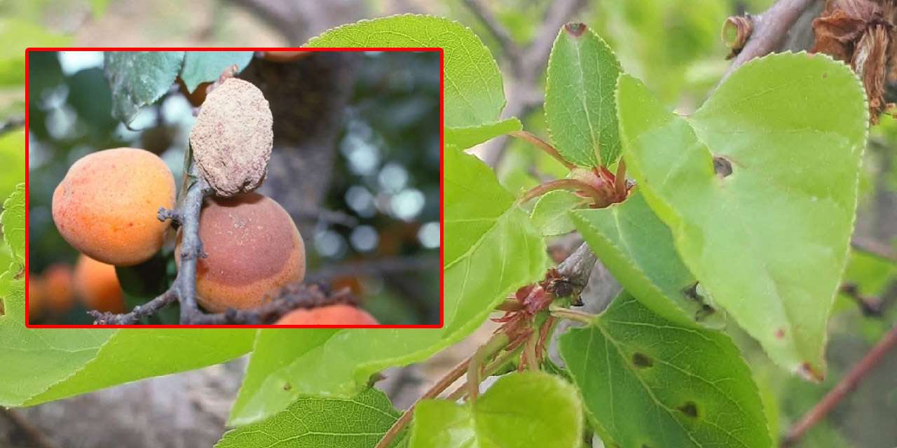 Kırıkkale’de meyve üreticisine 'Monilya' uyarısı: Nemli havalar hastalığı tetikliyor!