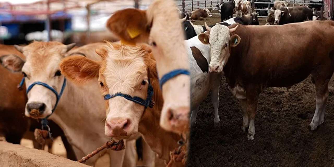 Kırıkkale’de vekaleten kurban bedeli netleşti: İşte 2026 rakamları!