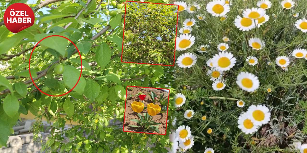 Bizim dağlara bahar geldi: Kırıkkale’de bozkır çiçek açtı!